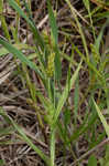 Thinfruit sedge